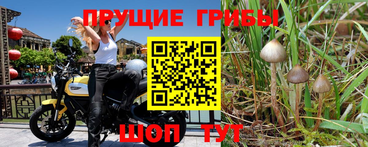 Псилоцибиновые грибы GOLDEN TEACHER  Вход с VPN  Назрань 